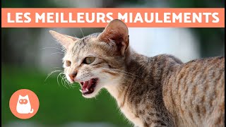 Meilleures VIDÉOS de CHAT QUI MIAULENT🐱🐾 Chat qui MIAULE en colère heureux et drôle [upl. by Annayak833]