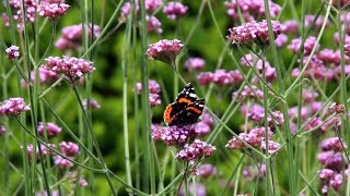 Verbena bonariensis of ijzerhard  informatie [upl. by Swenson625]