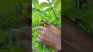 Hand pollinate SweetsopSugar apple to maximize fruit production [upl. by Drawyeh]