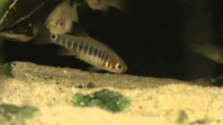 Emerald Dwarf Rasbora Microrasbora erythromicron for sale at Tyne Valley Aquatics [upl. by Adamsun589]