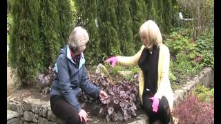 Heuchera  Coral Bells [upl. by Olag38]