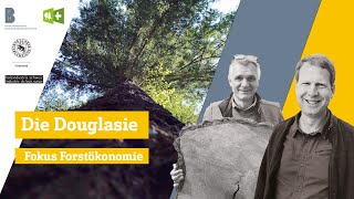 Die Douglasie – Fokus Forstökonomie [upl. by Palmira784]