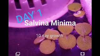 Salvinia Minimas amazing 10 growth rate [upl. by Mines346]