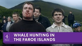 The Faroe Islands annual whale slaughter [upl. by Lleunamme]