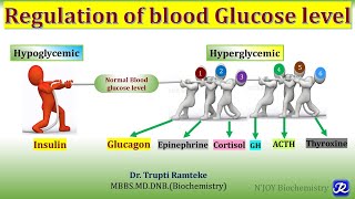 25 Regulation of Blood Glucose level  Carbohydrates Metabolism  Biochemistry NJOY Biochemistry [upl. by Isidore]