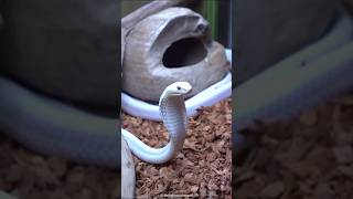 White Cobra  Rarest Cobra In The World  shorts [upl. by Anihpled824]