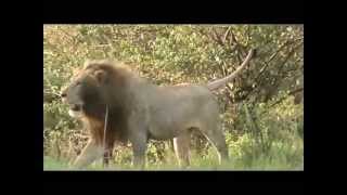 Lions on a hunt Our safari in the Masai Mara Kenya Africa [upl. by Atalee683]