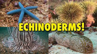 The Spiny World of Echinoderms  JONATHAN BIRDS BLUE WORLD [upl. by Lyris]