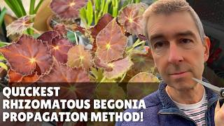 Propagate your Rhizomatous BEGONIAS like a Pro in just a Few Minutes [upl. by Novehc]