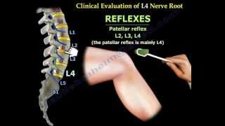 Femoral Nerve Anatomy  Everything You Need To Know  Dr Nabil Ebraheim [upl. by Karna]