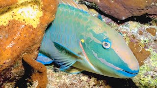 VIDEO Parrotfish Builds Mucus Cocoon for Protection During Sleep  Oceana [upl. by Wivina]