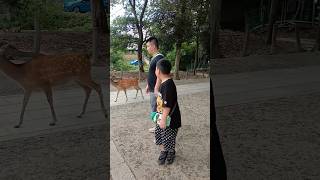 鹿はとても穏やかな性格です🦌  Nara park amp Deer was amazing  Deer in Nara Park🇯🇵  japan shorts animals [upl. by Maller]