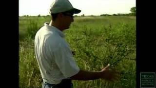 Bobwhite Quail The Quail Question [upl. by Ackerman]