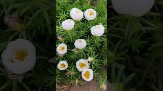 Seeds portulaca flower plant so beautiful shortvideo flowers howtogrowportulaca gardenflower [upl. by Sterne]