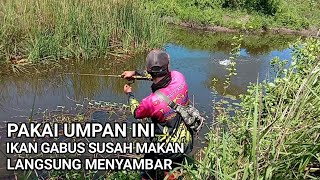 Casting ikan gabus terbaru 2021  PAKAI UMPAN INI Ikan gabus susah makan langsung menyambar [upl. by Ahk]