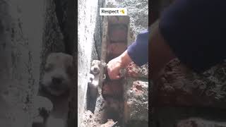 Atrapado este perrito en una pared pero lo pudimos salvar vetlife [upl. by Arabel]