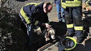 Hund in Kanal gefangen Feuerwehr leistet Hilfe HilchenbachMüsenNRW [upl. by Cerelly]