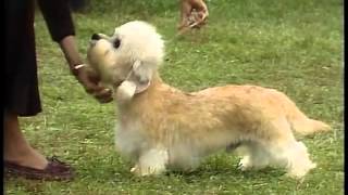 Dandie Dinmont Terrier  AKC Dog Breed Series [upl. by Katrina]