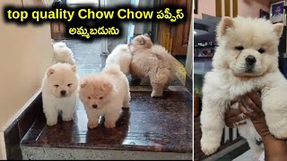 top quality Chow Chow puppies for sale in telugu 8686272558aj pets [upl. by Ailes]