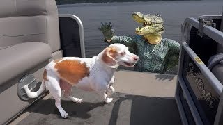 Crocodile Man Pranks Dog on Lake Funny Dog Maymo [upl. by Akinat397]