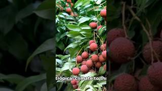 How to grow a￼ lychee tree [upl. by Eilsehc]