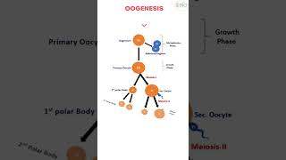 oogenesis class 12 I oogenesis I oogenesisoverview shorts youtubeshorts [upl. by Donall]