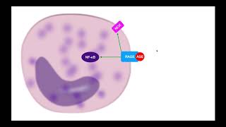 Advanced Glycation EndProducts AGEs EXPLAINED Part 1 [upl. by Lidstone941]