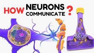 How neurons communicate [upl. by Marnie]