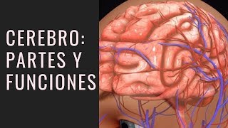 El CEREBRO Humano Cómo Funciona PARTES y DATOS🧠 [upl. by Colp]