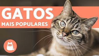 Top 10 raças de GATOS mais POPULARES do MUNDO [upl. by Trevar]