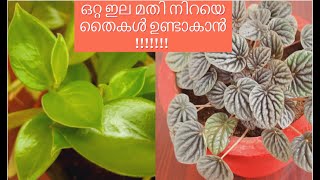 Peperomia Plant Propagation and Caring ഇലയിൽ നിന്നും പെപ്പറോമിയ തൈകൾ ഉണ്ടാക്കിയെടുക്കാം [upl. by Asilec812]