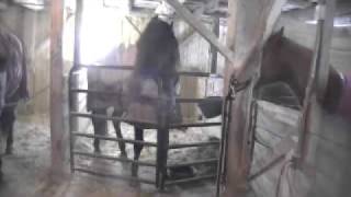 Horses Dancing To Country Music [upl. by Kwasi]