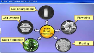 CBSE Class 11 Biology  Plants Growth and Development  Full Chapter  By Shiksha House [upl. by Susannah]