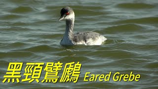 黑頸鷿鷉4KEared Grebe [upl. by Zerat]