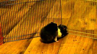 Hamsters mating [upl. by Gorden]