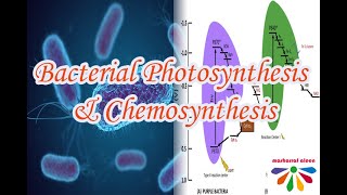 Advanced Plant Physiology Lecture 1 Bacterial Photosynthesis amp Chemosynthesis English amp Bangla [upl. by Enairb622]