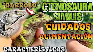 Garrobo CTENOSAURA SIMILIS CUIDADOS Y ALIMENTACIÓN [upl. by Ynohtnaed]