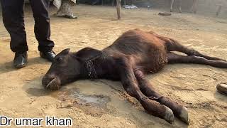 Hypothermia in buffalo calf l Hypothermia in animal l fever down l dr umar khan [upl. by Adnamra]