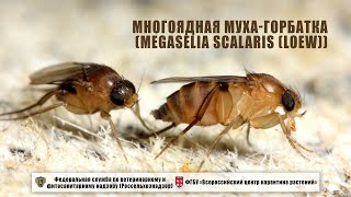 Многоядная мухагорбатка Megaselia scalaris Loew [upl. by Atteuqahc]