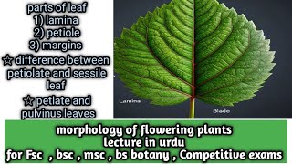 parts of leaf  lamina  petiole  leaf base botany bsc neet biology bsc1styearbotany [upl. by Favrot]