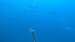 Spearfishing Snapper and AP [upl. by Nirek]