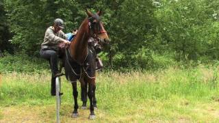 Wanderreiten von der Nordsee zur Ostsee HORSE TREKKING GERMANY [upl. by Ahgem467]