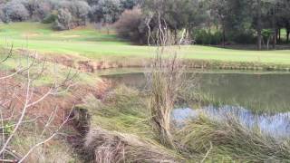 Pobblebonk Frogs at Araluen [upl. by Enyala]