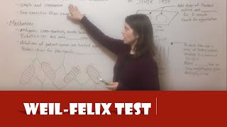 WeilFelix Test [upl. by Einiar107]