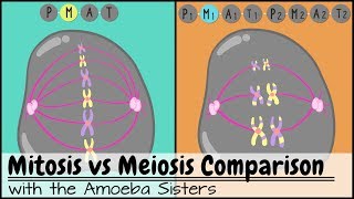 Mitosis vs Meiosis Side by Side Comparison [upl. by Poirer647]