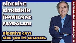 BİBERİYENİN FAYDALARI ibrahimsaraçoğlu biberiye [upl. by Hahcim]