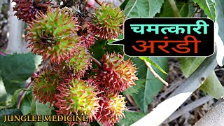 Sarso Tel or Nariyal Tel  बालों के लिए क्या है ज्यादा फायदेमंद  Boldsky health [upl. by Veejar]