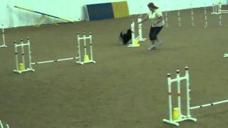 Havanese National Agility 2011 [upl. by Vetter]