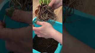 Peace Lily REPOTTING [upl. by Emanuel51]