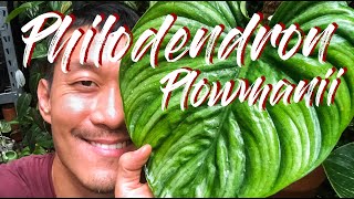 Philodendron Plowmanii Care and Propagation [upl. by Efrem]